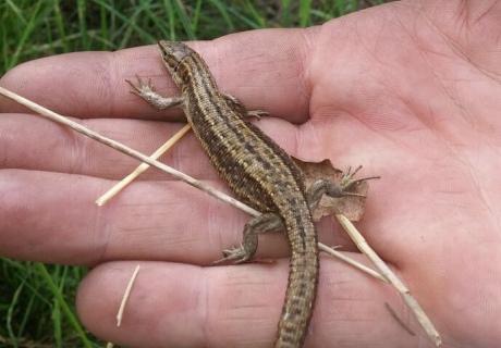 Small brown speckled lizard being hend in the palm of a hand