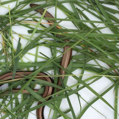 Slow worm in a plastic tray, surrounded by foliage