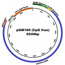 Plasmid DNA