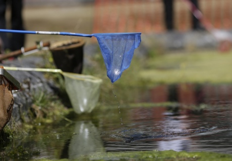 Pond dipping at Silwood Park Bugs outreach day