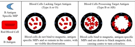 Diagram demonstrates how the antigen-specific MIPs bind to blood cells where that antigen is present, and are drawn to a magnetic plate leaving a colourless solution.
