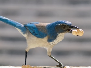 Western Scrub Jay - a highly intelligent member of the crow family