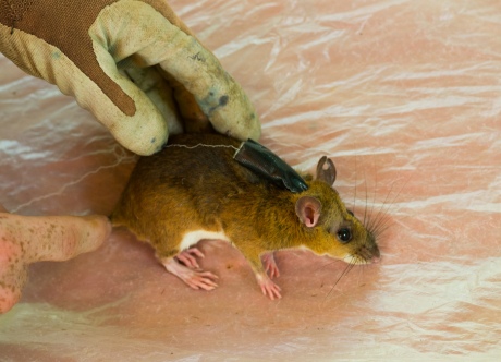 Hand placing spool on rat