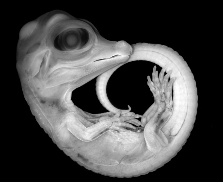 alligator embryo curled up against black background