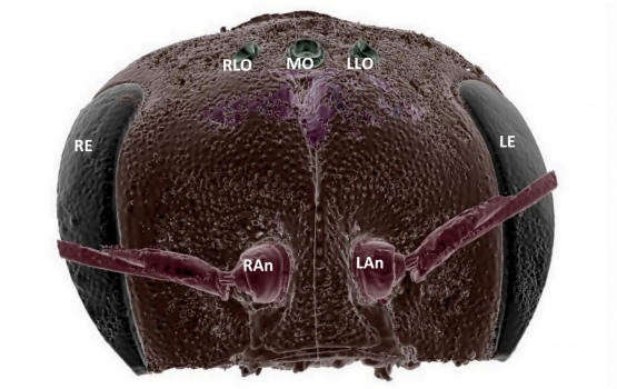 External view of bee head