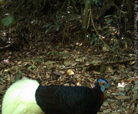 Bulwer's pheasant