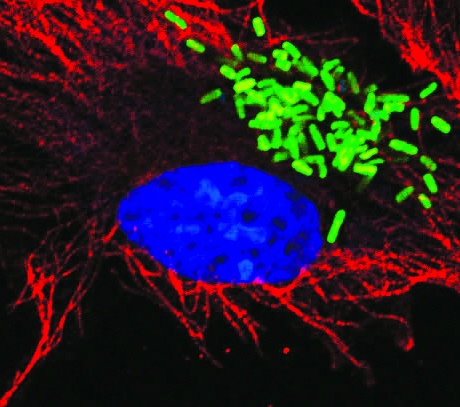 'Salmonella bacteria (green) replicating inside an epithelial cell’ ?