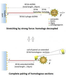 Diagram of the folding and pairing of homologous genes