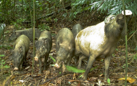 Bearded pigs