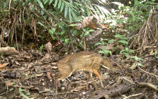 Lesser mousedeer