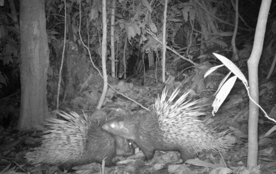 Malay porcupine