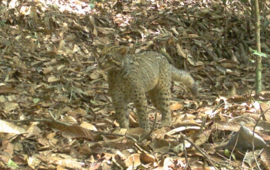 Marbled cat