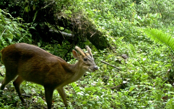 Red muntjac