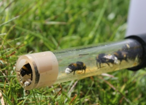 Bees entering and leaving a clear plastic pipe