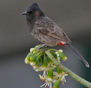 A bird with a red undertail