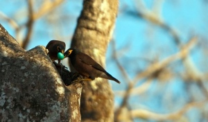 Two birds breaking a blue egg in a nest