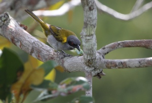 Bird on a branch eating an insect