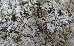 Peppered Moth