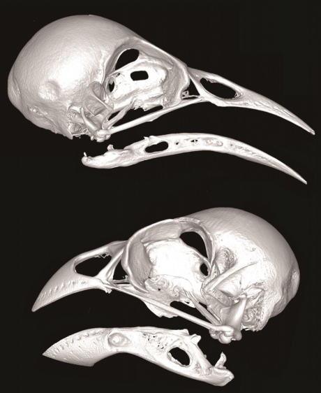 3D reconstruction of two bird skulls, one with a long thin hooked beak and the other with a short stout beak