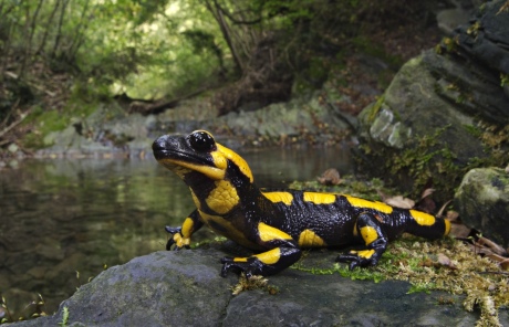 Fire salamander in its natural habitat