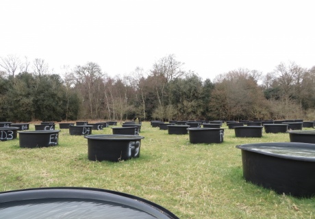 View of tubs filled with pond water from the angle of one of the ponds