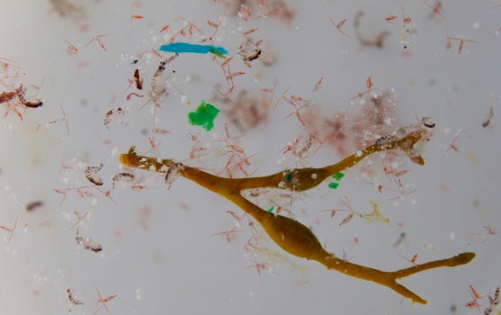 Seaweed, plankton (tiny shrimp-like creatures) and microplastics. Image: Anna Deniaud - Tara Expeditions Foundation
