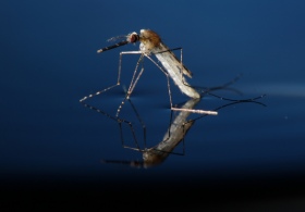 Mosquito rising out of water