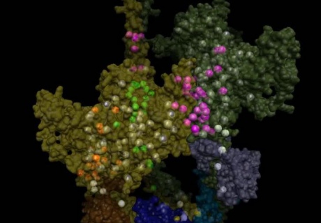An image of the 3D protein structure of myosin, with coloured dots showing where mutations have an effect