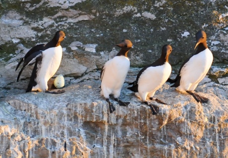 Slim birds on a cliff edge with one pointy egg