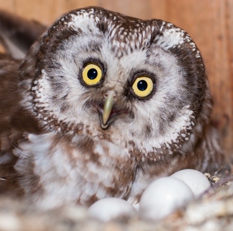 Owl with round eggs in a nest