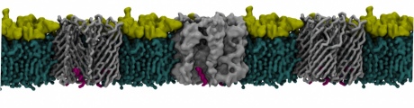 Membrane bilayer punctuated with three pores