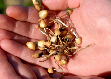 Psychedelics such as psilocybin found in magic mushrooms (pictured) could target 2A receptors and help to break the cycle