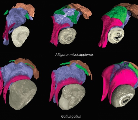 3D scans of developing skulls