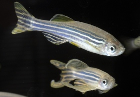 Zebrafish