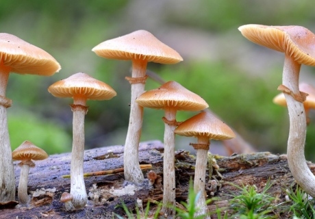 An image of magic mushrooms, which naturally contain psilocybin