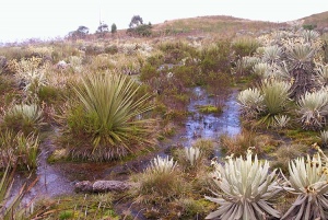 Páramo de Rabanal, Boyacá, Colombia