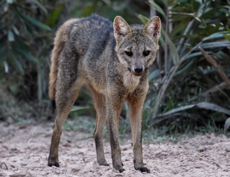 The Crab-eating fox