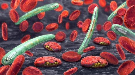 Plasmodium parasite (green) infecting red blood cells, inducing malaria