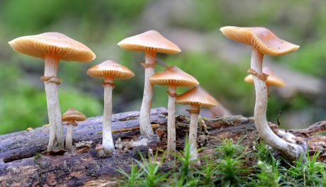 A group of 'magic mushrooms' growing in a wooded area