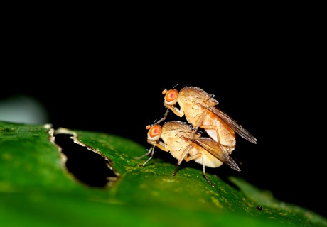 Two flies copulating