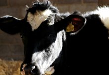 New method to estimate bovine TB risk over time from targeted surveillance