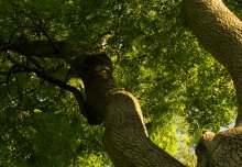 Action needed to prevent more devastating tree diseases entering the UK