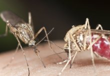 Mosquitoes can't spot a spermless mate