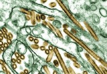 Bird flu mutation study offers vaccine clue