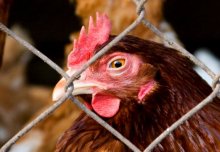 H7N9 bird flu questions answered