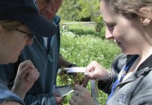 Tree health: Spot pests and diseases for new national OPAL survey