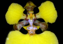Study finds new trickery amongst orchids