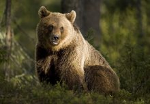 European law could be unbearable for Croatia's brown bears 