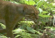 Caught on camera: Elusive bay cat from Borneo