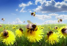 Radio tags reveal how pesticides are impairing bumblebees' ability to forage